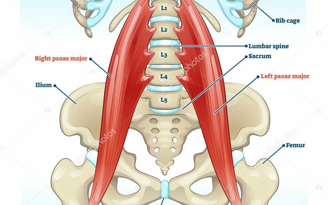 Libérez Votre Psoas : chouchouter ce muscle souvent oublié!